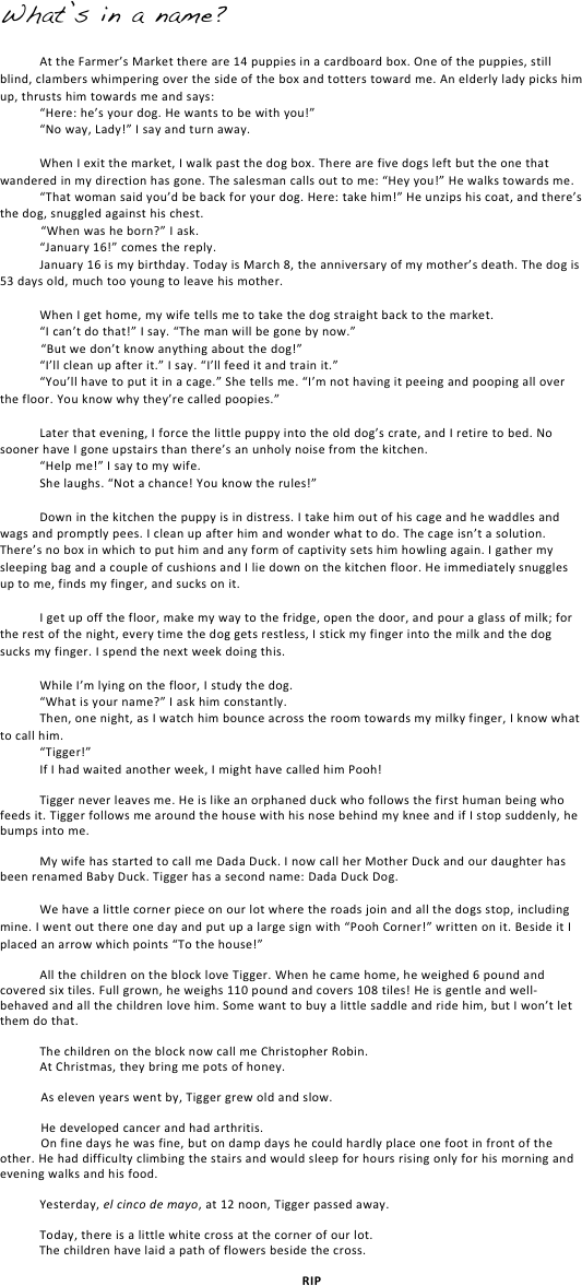 What’s in a name?

	At the Farmer’s Market there are 14 puppies in a cardboard box. One of the puppies, still blind, clambers whimpering over the side of the box and totters toward me. An elderly lady picks him up, thrusts him towards me and says: 
	“Here: he’s your dog. He wants to be with you!” 
	“No way, Lady!” I say and turn away.

	When I exit the market, I walk past the dog box. There are five dogs left but the one that wandered in my direction has gone. The salesman calls out to me: “Hey you!” He walks towards me. 
	“That woman said you’d be back for your dog. Here: take him!” He unzips his coat, and there’s the dog, snuggled against his chest.	
            “When was he born?” I ask. 
	“January 16!” comes the reply. 
	January 16 is my birthday. Today is March 8, the anniversary of my mother’s death. The dog is 53 days old, much too young to leave his mother.	
	
	When I get home, my wife tells me to take the dog straight back to the market. 
	“I can’t do that!” I say. “The man will be gone by now.” 		
            “But we don’t know anything about the dog!”
	“I’ll clean up after it.” I say. “I’ll feed it and train it.”
	“You’ll have to put it in a cage.” She tells me. “I’m not having it peeing and pooping all over the floor. You know why they’re called poopies.” 

	Later that evening, I force the little puppy into the old dog’s crate, and I retire to bed. No sooner have I gone upstairs than there’s an unholy noise from the kitchen. 
	“Help me!” I say to my wife.
	She laughs. “Not a chance! You know the rules!” 

	Down in the kitchen the puppy is in distress. I take him out of his cage and he waddles and wags and promptly pees. I clean up after him and wonder what to do. The cage isn’t a solution. There’s no box in which to put him and any form of captivity sets him howling again. I gather my sleeping bag and a couple of cushions and I lie down on the kitchen floor. He immediately snuggles up to me, finds my finger, and sucks on it.

	I get up off the floor, make my way to the fridge, open the door, and pour a glass of milk; for the rest of the night, every time the dog gets restless, I stick my finger into the milk and the dog sucks my finger. I spend the next week doing this.
	
	While I’m lying on the floor, I study the dog. 
	“What is your name?” I ask him constantly. 
	Then, one night, as I watch him bounce across the room towards my milky finger, I know what to call him.
	“Tigger!”
	If I had waited another week, I might have called him Pooh! 

	Tigger never leaves me. He is like an orphaned duck who follows the first human being who feeds it. Tigger follows me around the house with his nose behind my knee and if I stop suddenly, he bumps into me. 

	My wife has started to call me Dada Duck. I now call her Mother Duck and our daughter has been renamed Baby Duck. Tigger has a second name: Dada Duck Dog.	

	We have a little corner piece on our lot where the roads join and all the dogs stop, including mine. I went out there one day and put up a large sign with “Pooh Corner!” written on it. Beside it I placed an arrow which points “To the house!”

	All the children on the block love Tigger. When he came home, he weighed 6 pound and covered six tiles. Full grown, he weighs 110 pound and covers 108 tiles! He is gentle and well-behaved and all the children love him. Some want to buy a little saddle and ride him, but I won’t let them do that.

	The children on the block now call me Christopher Robin. 
	At Christmas, they bring me pots of honey.

            As eleven years went by, Tigger grew old and slow.
             He developed cancer and had arthritis.             On fine days he was fine, but on damp days he could hardly place one foot in front of the other. He had difficulty climbing the stairs and would sleep for hours rising only for his morning and evening walks and his food.

	Yesterday, el cinco de mayo, at 12 noon, Tigger passed away.

	Today, there is a little white cross at the corner of our lot.
The children have laid a path of flowers beside the cross.

RIP

