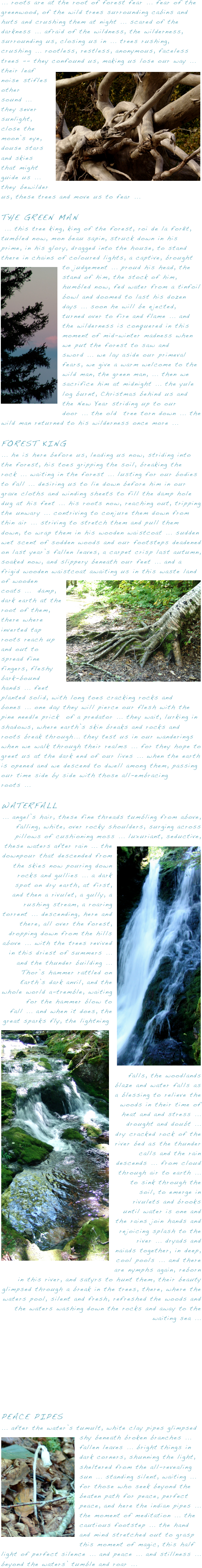 ... roots are at the root of forest fear ... fear of the greenwood, of the wild trees surrounding cabins and huts and crushing them at night ... scared of the darkness ... afraid of the wildness, the wilderness, surrounding us, closing us in ... trees rushing,  crushing ... rootless, restless, anonymous, faceless trees -- they confound us￼, making us lose our way ... their leaf noise stifles other sound ... they sever sunlight, close the moon’s eye, douse stars and skies that might guide us ...  they bewilder us, these trees and move us to fear ... 

THE GREEN MAN ... this tree king, king of the forest, roi de la forêt,  tumbled now, mon beau sapin, struck down in his prime, in his glory, dragged into the house, to stand there in chains of coloured lights, a captiv￼e, brought to judgement ... proud his head, the stand of him, the stock of him, humbled now, fed water from a tinfoil bowl and doomed to last his dozen days ... soon he will be ejected, turned over to fire and flame ... and the wilderness is conquered in this moment of mid-winter madness when we put the forest to saw and sword ... we lay aside our primeval fears, we give a warm welcome to the wild man, the green man, ... then we sacrifice him at midnight ... the yule log burnt, Christmas behind us and the New Year striding up to our door ... the old  tree torn down ... the wild man returned to his wilderness once more ... 

FOREST KING
... he is here before us, leading us now, striding into the forest, his toes gripping the soil, breaking the rock ... waiting in the forest ... lusting for our bodies to fall ... desiring us to lie down before him in our grave cloths and winding sheets to fill the damp hole dug at his feet ... his roots now, reaching out, tripping the unwary ... contriving to conjure them down from thin air ... striving to stretch them and pull them down, to wrap them in his wooden waistcoat ... sudden wet scent of sodden woods and our footsteps deadened on last year’s fallen leaves, a carpet crisp last autumn, soaked now, and slippery beneath our feet ... and a frigid wooden waist￼coat awaiting us in this waste land of wooden coats ...  damp, dark earth at the root of them, there where inverted tap roots reach up and out to spread fine fingers, fleshy bark-bound hands ... feet  planted solid, with long toes cracking rocks and bones ... one day they will pierce our flesh with the pine needle prick  of a predator ... they wait, lurking in shadows, where earth’s skin breaks and rocks and roots break through... they test us in our wanderings when we walk through their realms ... for they hope to greet us at the dark end of our lives ... when the earth is opened and we descend to dwell among them, passing our time side by side with those all-embracing roots ...

WATERFALL... angel’s hair, these fine threads tumbling from above, falling, white, over rocky shoulders, surging across pillows of cushioning moss ... luxuriant, seductive, these wat￼ers after rain ... the downpour that descended from the skies now pouring down rocks and gullies ... a dark spot on dry earth, at first, and then a rivulet, a gully, a rushing stream, a roaring torrent ... descending, here and there, all over the forest, dropping down from the hills above ... with the trees revived in this driest of summers ... and the thunder building ... Thor’s hammer rattled on Earth’s dark anvil, and the whole world a-tremble, waiting for the hammer blow to fall ... and when it does, the great sparks fly, the lightning ￼falls, the woodlands blaze and water falls as a blessing to relieve the woods in their time of heat and and stress ... drought and doubt ... dry cracked rock of the river bed as the thunder calls and the rain descends ... from cloud through air to earth ... to sink through the soil, to emerge in rivulets and brooks until water is one and the rains join hands and rejoicing splash to the river ... dryads and naiads together, in deep, cool pools ... and there are nymphs again, reborn in this river, and satyrs to hunt them, their beauty glimpsed through a break in the trees, there, where the waters pool, silent and fresh, refreshed the woods and the waters washing down the rocks and away to the    waiting sea ...







PEACE PIPES... after the water’s tumult, white clay￼ pipes glimpsed shy beneath broken branches ... fallen leaves ... bright things in dark corners, shunning the light, sheltered from the all-revealing sun ... standing silent, waiting ... for those who seek beyond the beaten path for peace, perfect peace, and here the indian pipes ... the moment of meditation ... the cautious footstep ... the hand and mind stretched out to grasp this moment of magic, this half light of perfect silence ... and peace ... and stillness ... beyond the waters’ tumble and roar ...